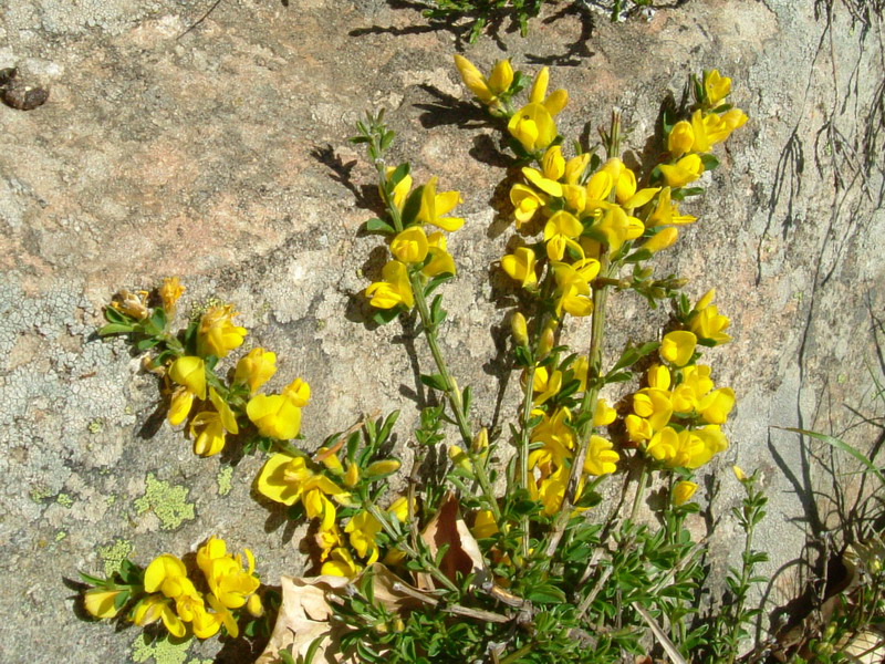 Genista tinctoria e Genista pilosa
